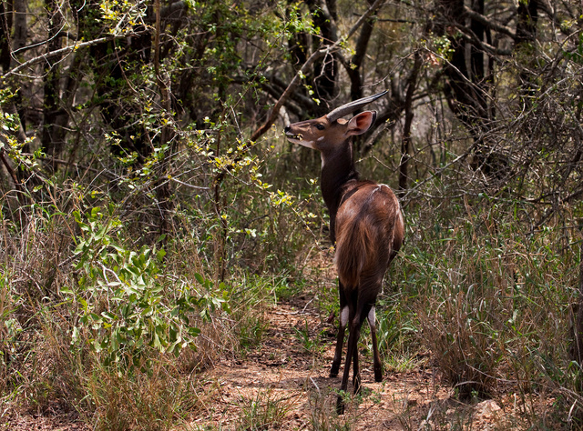 Bushbuck
