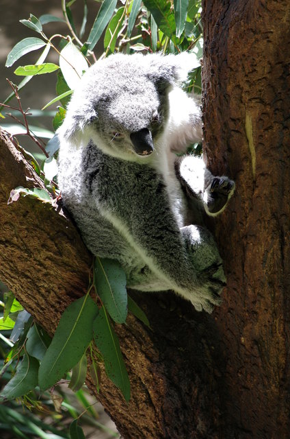 Taronga Zoo (5) VB.jpg