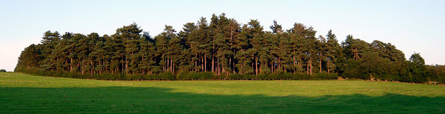 Pine trees near Brockett Estate_edited VB.JPG