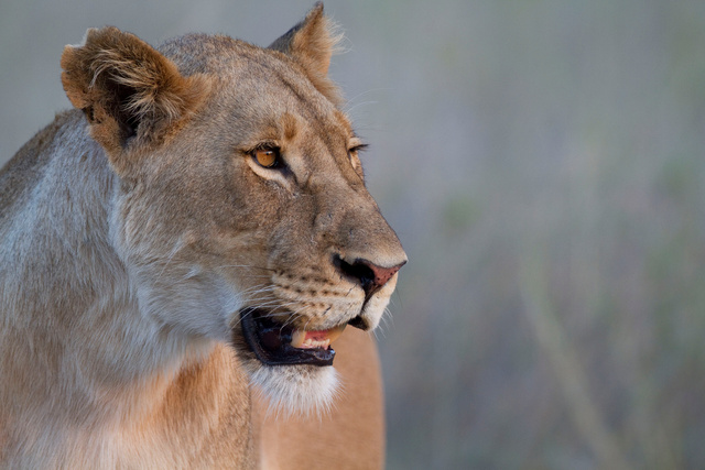 Lioness