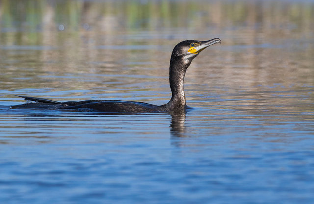 Cormorant