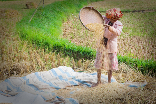 Rice Farming I