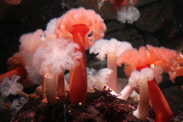 Underwater Broccoli 