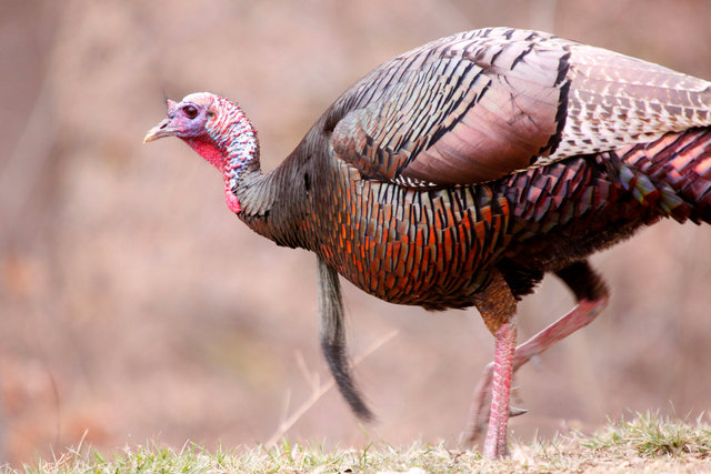 Wild Turkey, Spring, Ohio