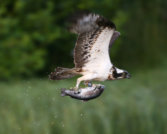 Osprey