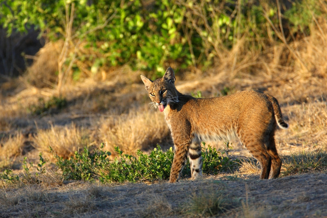 Bobcat, southern Texas