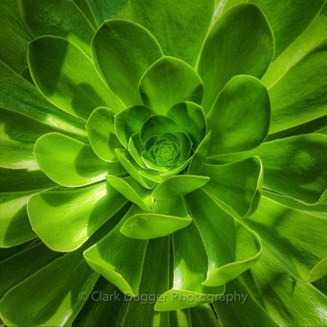 Succulent_9_12x12.jpg
