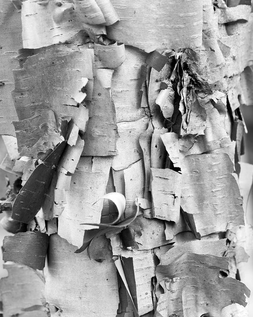 Birch Cubism II, 2017