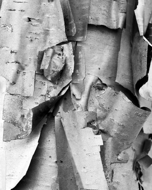 Birch Cubism VI, 2017