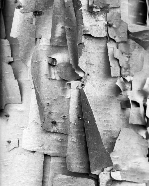 Birch Cubism I, 2017