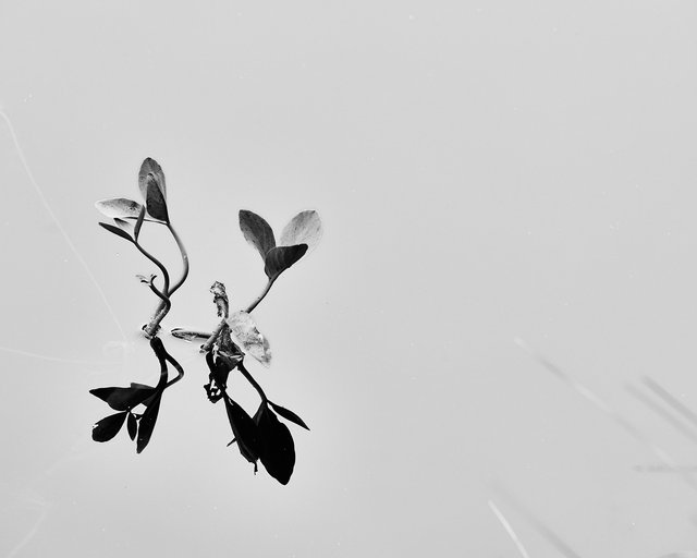 Plant Study 1