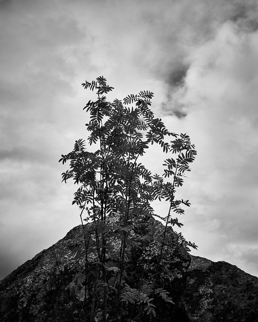Rowan Tree