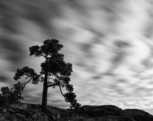 The Pine Tree - Fleeting