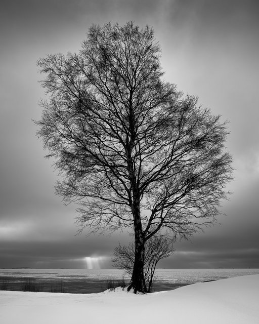 Winter Birch