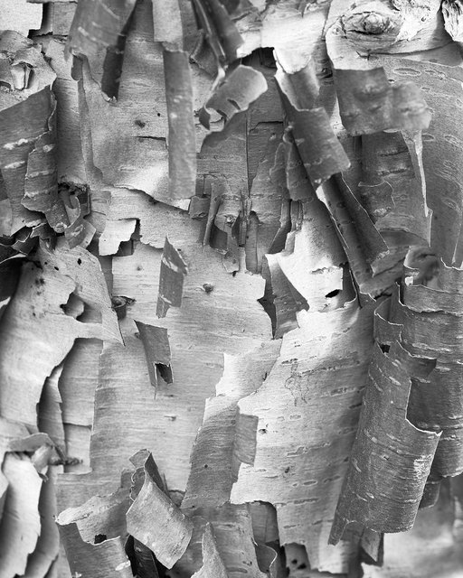 Birch Cubism IV, 2017
