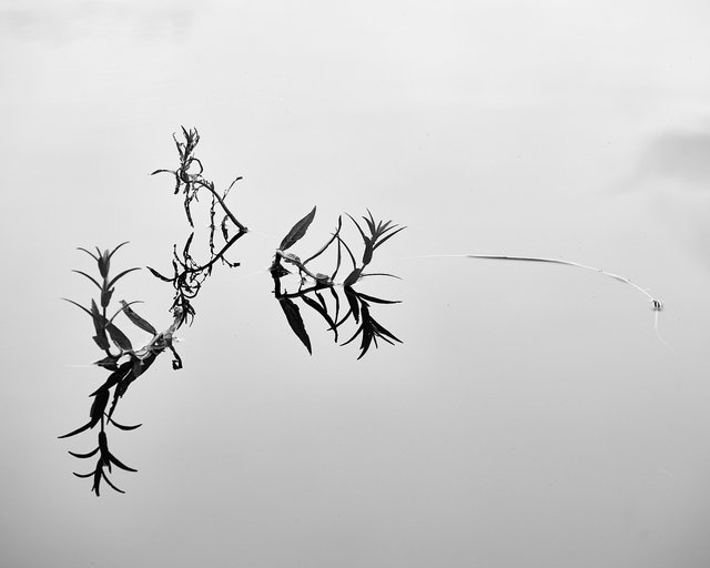 Plant Study 2