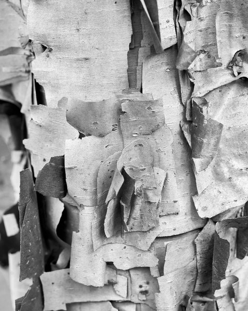Birch Cubism III, 2017