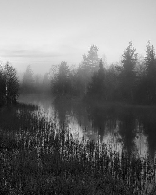 Morning Fog