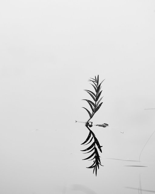 Plant Study 3