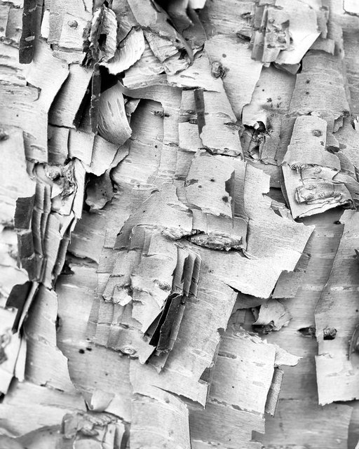Birch Cubism V, 2017