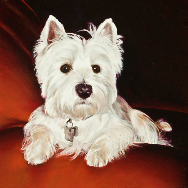 Breed: West Highland Terrier / "Captain"