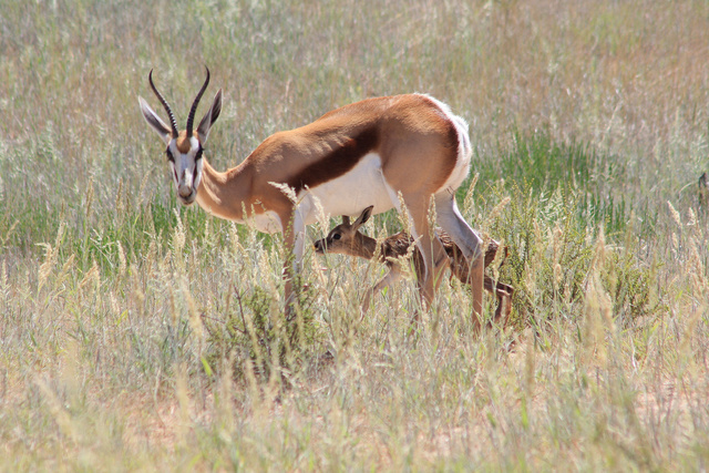 Mother care