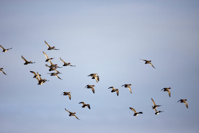 A flock of Redhead and Ring-necked Ducks, spring, southern Ohio.