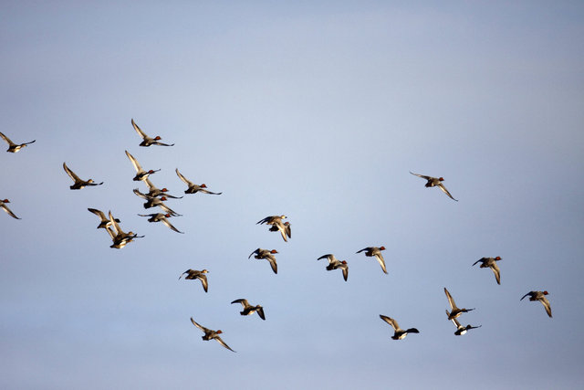 A flock of Redhead and Ring-necked Ducks, spring, southern Ohio. 