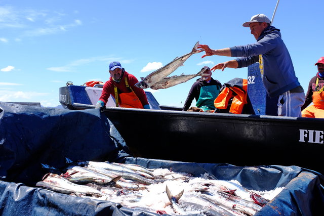 Snoek fishermen Valsbaai South Africa