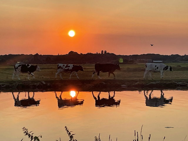 Cows on a sunset rumble