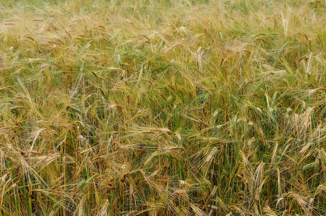 Barley Field VB.JPG