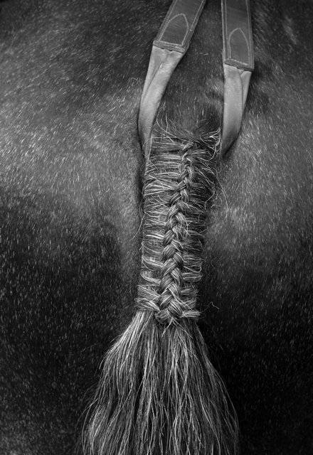 horse tail b&w 1.jpg