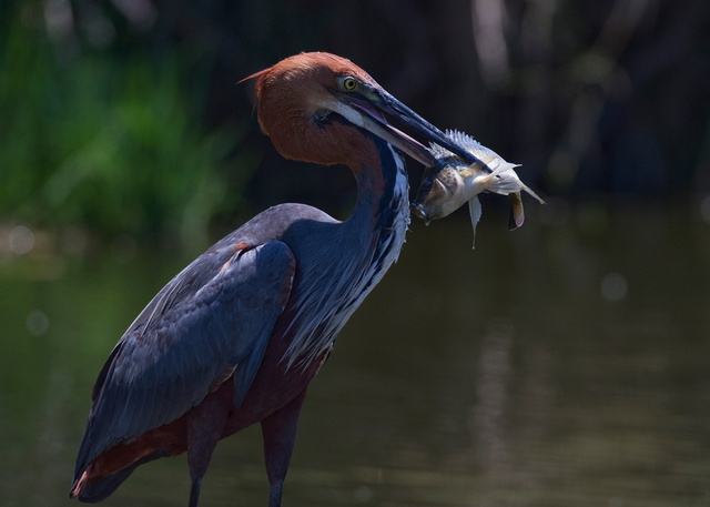 Goliath Heron