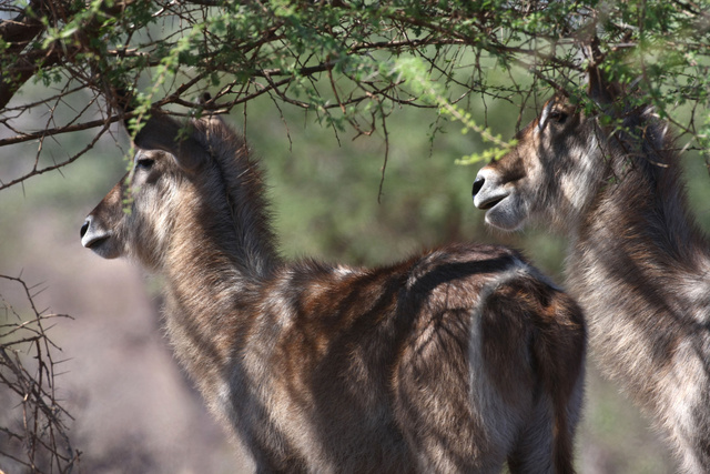 Waterbuck