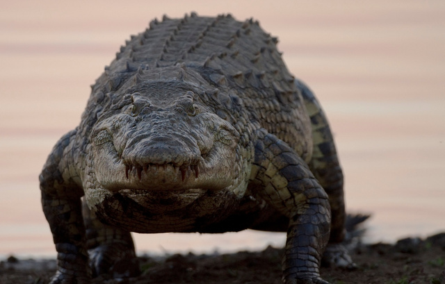 Crocodile