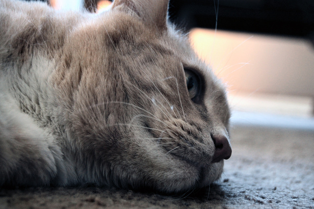 DSC_8284.JPG