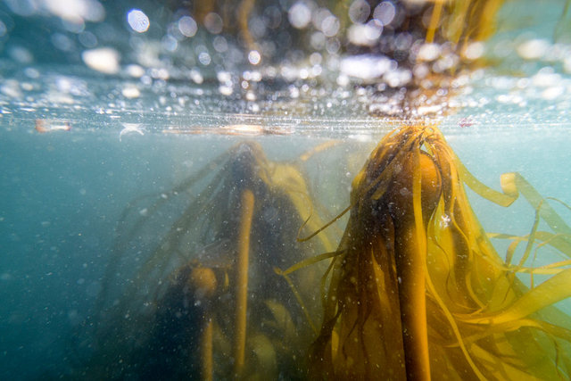 bullkelp-1.jpg
