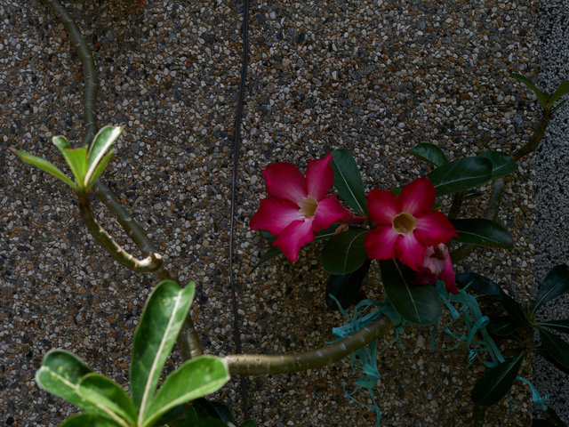 _1055015.jpg