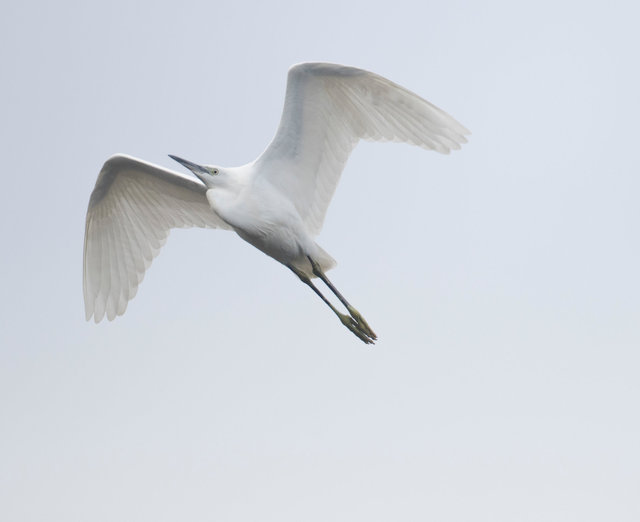 Little egret