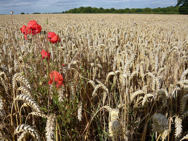 Poppies & Corn near Symondshyde Great Wood (6) VB.JPG