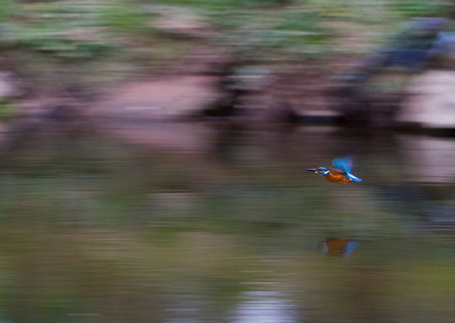 Kingfisher