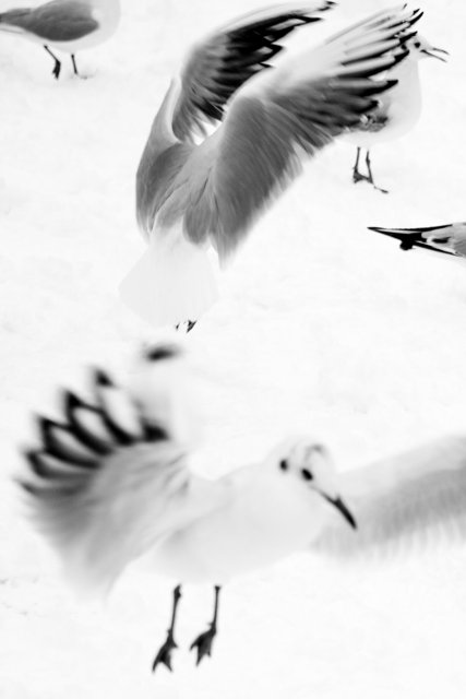 spread wings 