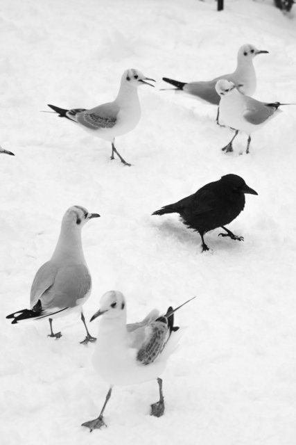 jack & seagulls