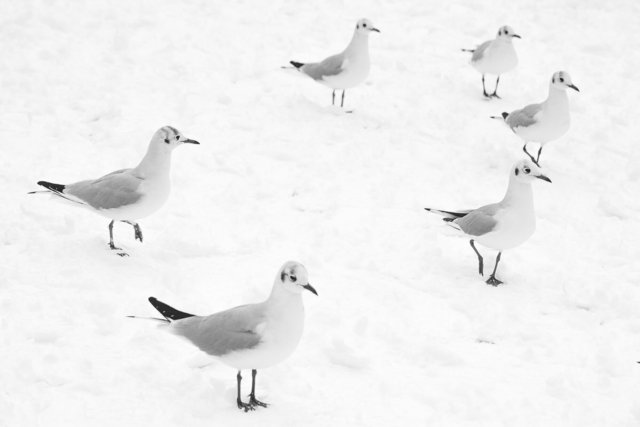 the 6 seagulls