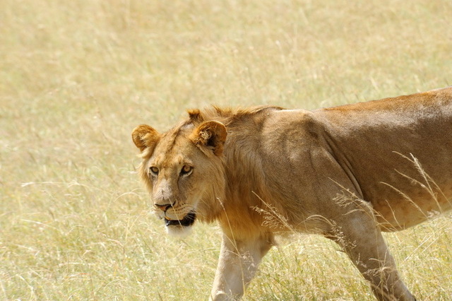 Lioness, Masai Mara