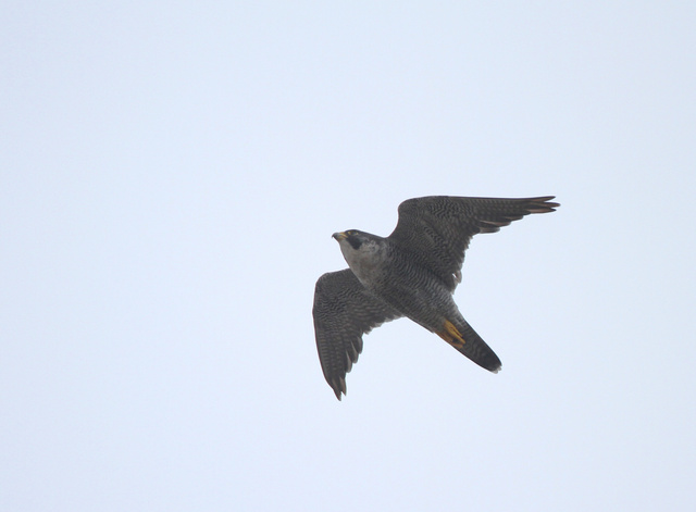 Peregrine Falcon