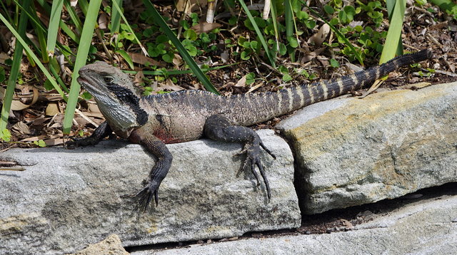 Water monitor at Cabbage Tree Bay (3) VB.JPG