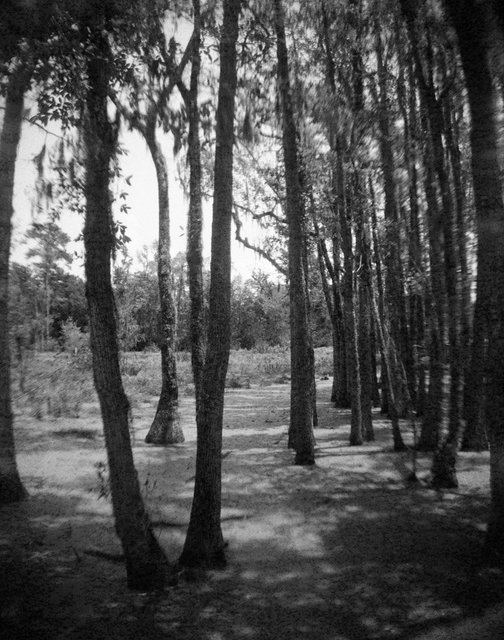 Magnolia Plantation, South Carolina USA