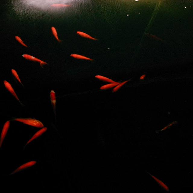 9 ©jf.julian_japan2008HR-0027052.jpg