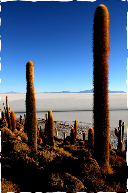 Salar de Uyuni: Incahuasi Island